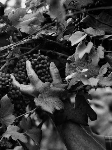 EIKOH HOSOE